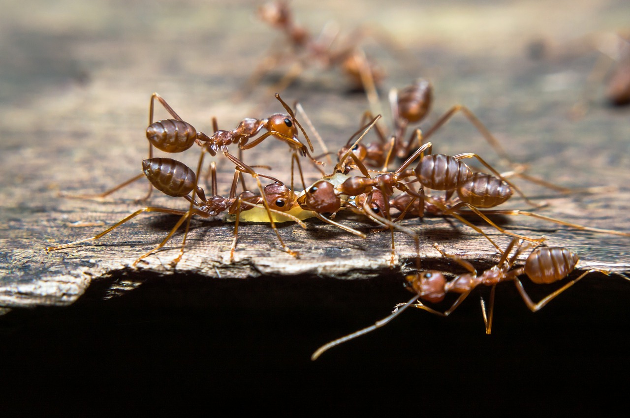 Image - ants life animals nomads red
