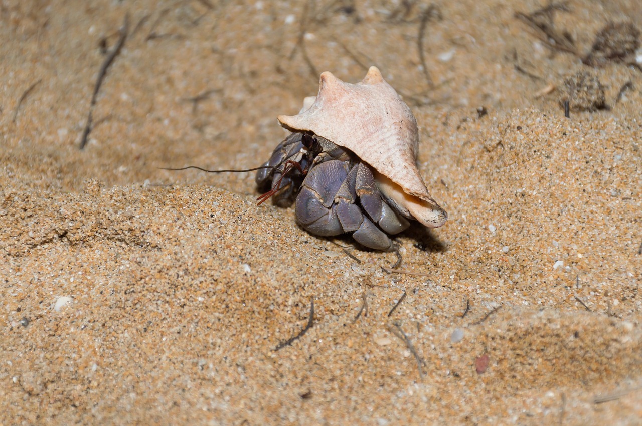 Image - crab hermit crab land animals