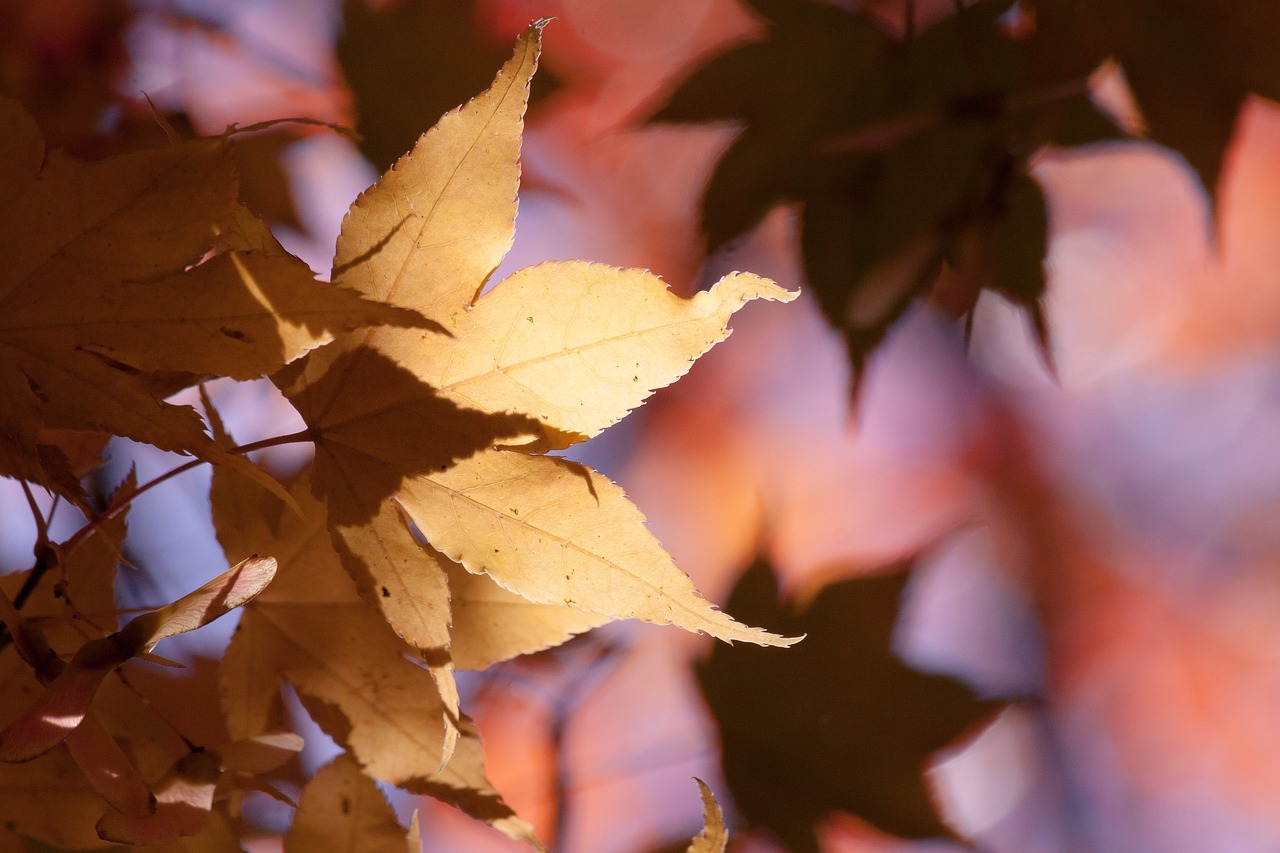 Image - maple autumn leaf yellow orange