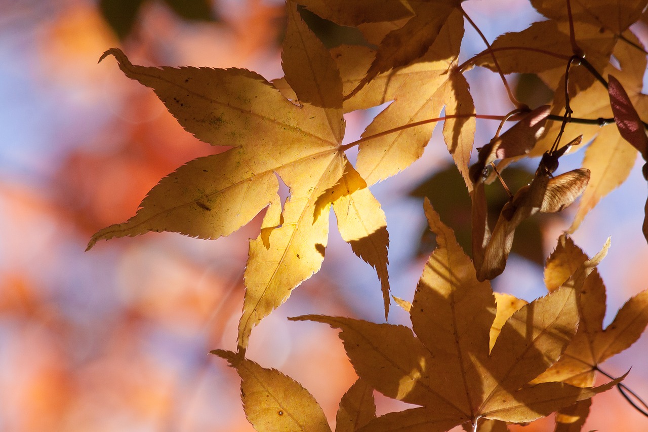 Image - maple autumn leaf yellow orange