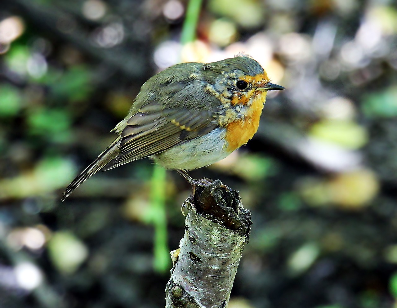 Image - bird birdie branch animal world