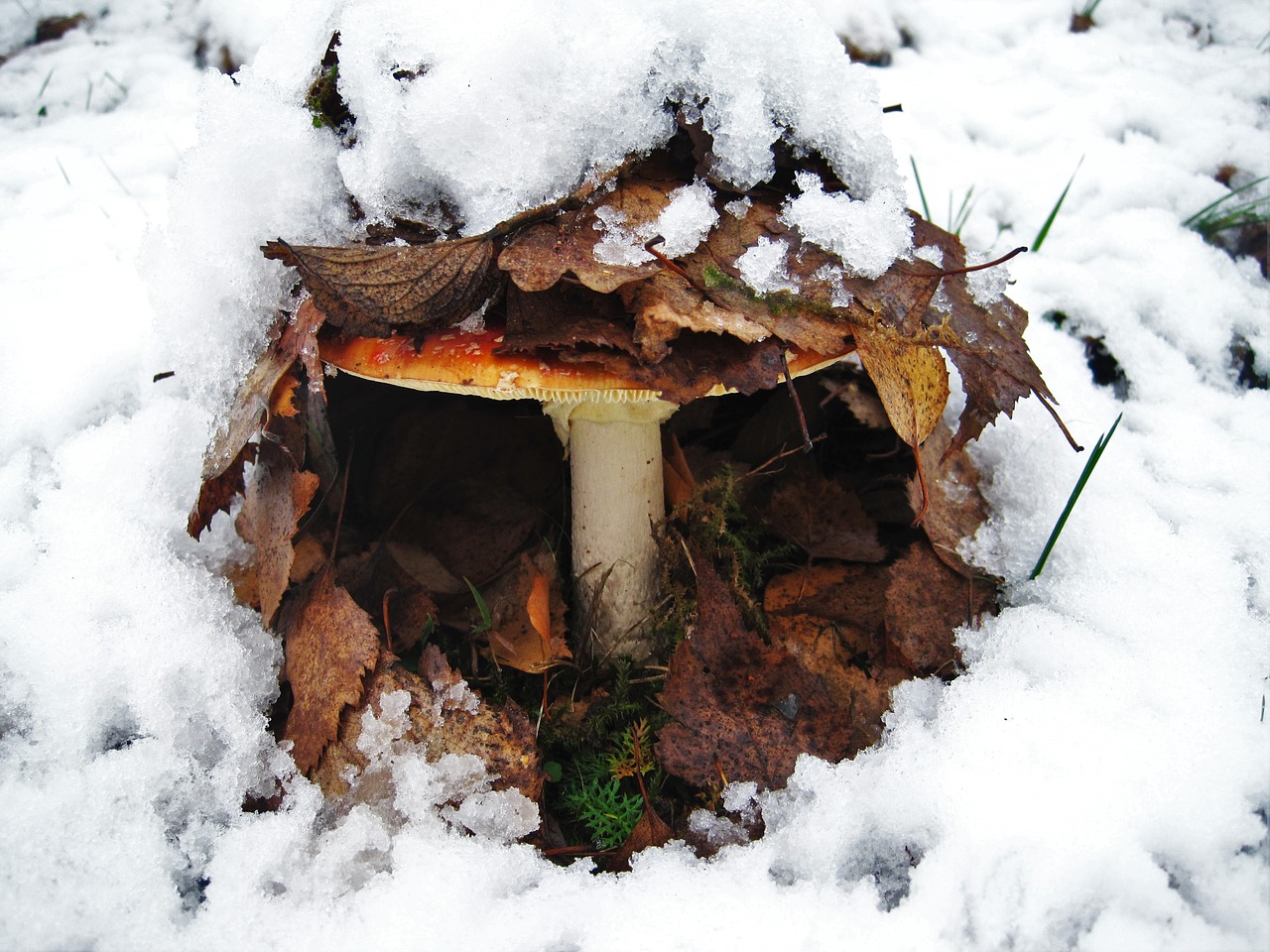 Image - fly agaric first snow hidden leaves