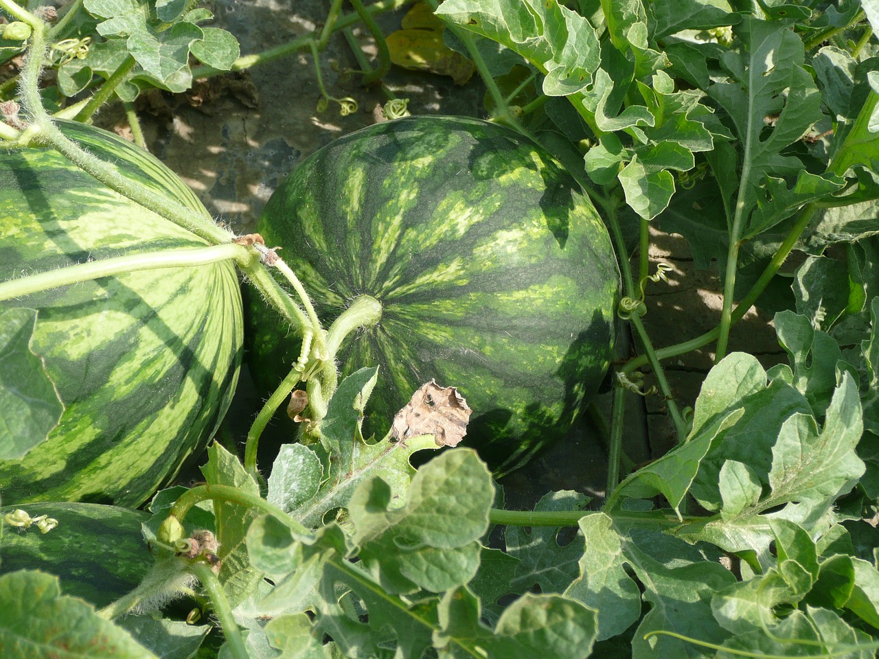 Image - watermelon campaign field