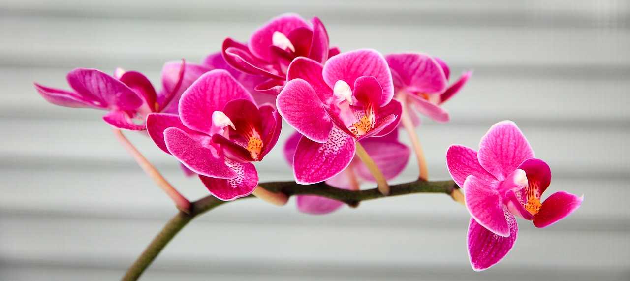 Image - orchid pink flora flower