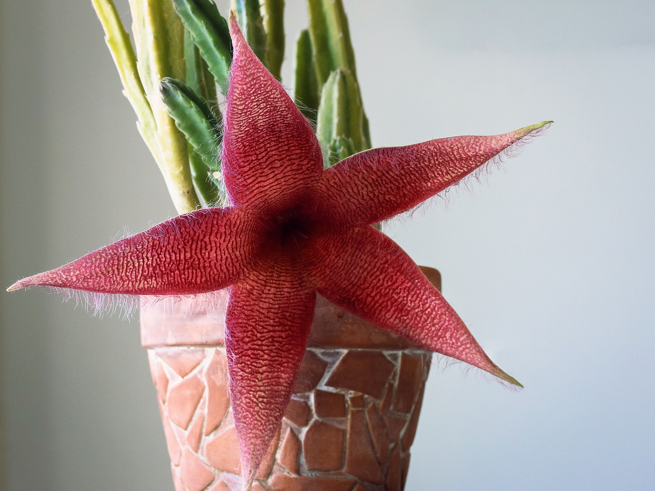 Image - cactus flower flowering cactus red