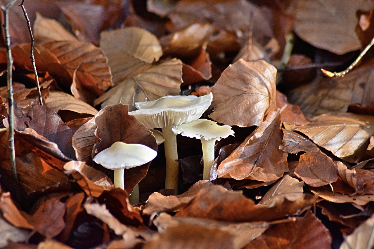 Image - fall foliage mushroom toxic october