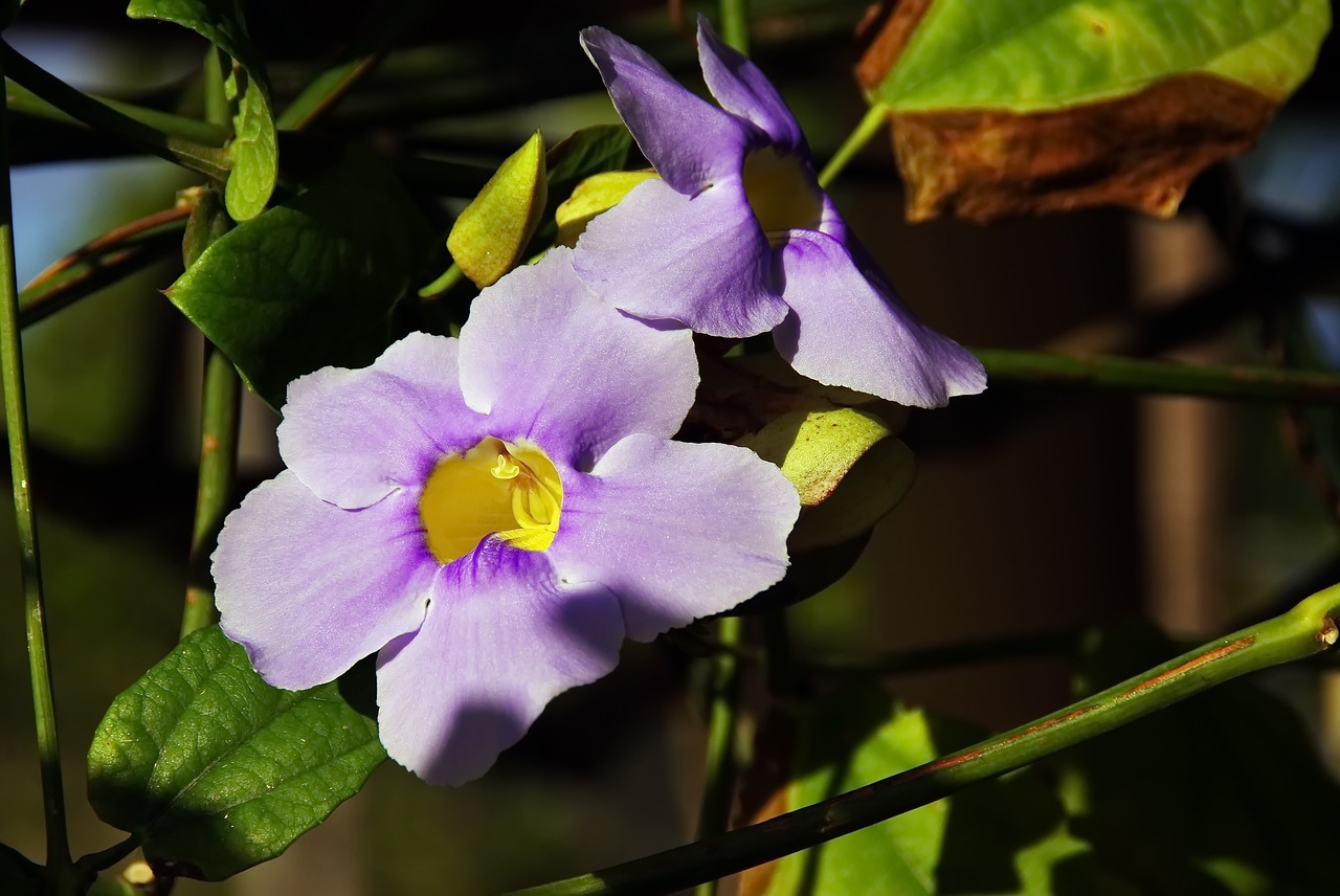 Image - morning glory purple flower creeper