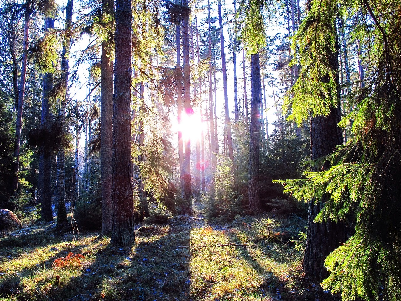 Image - forest sunlight landscape shadows