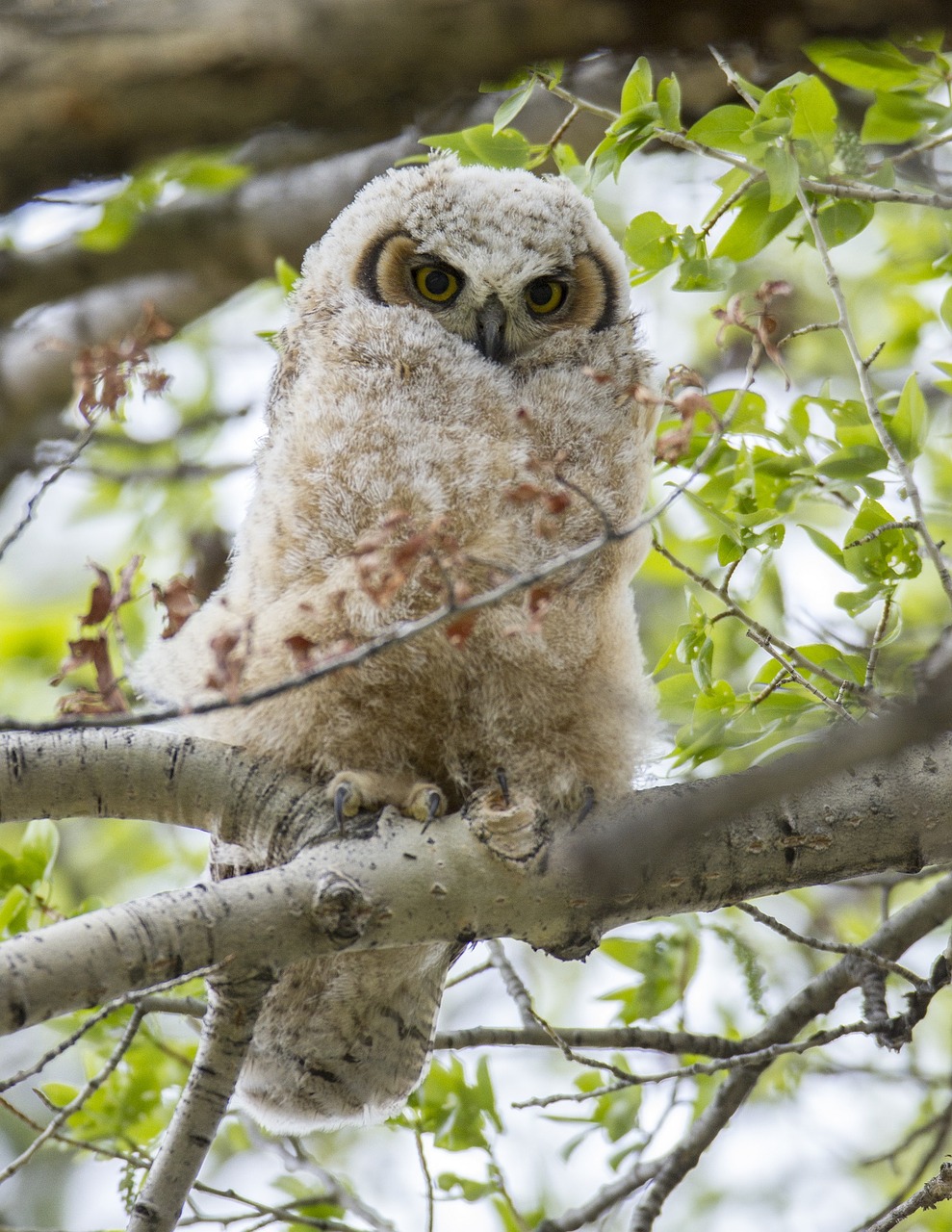 Image - great horned owl chick tree