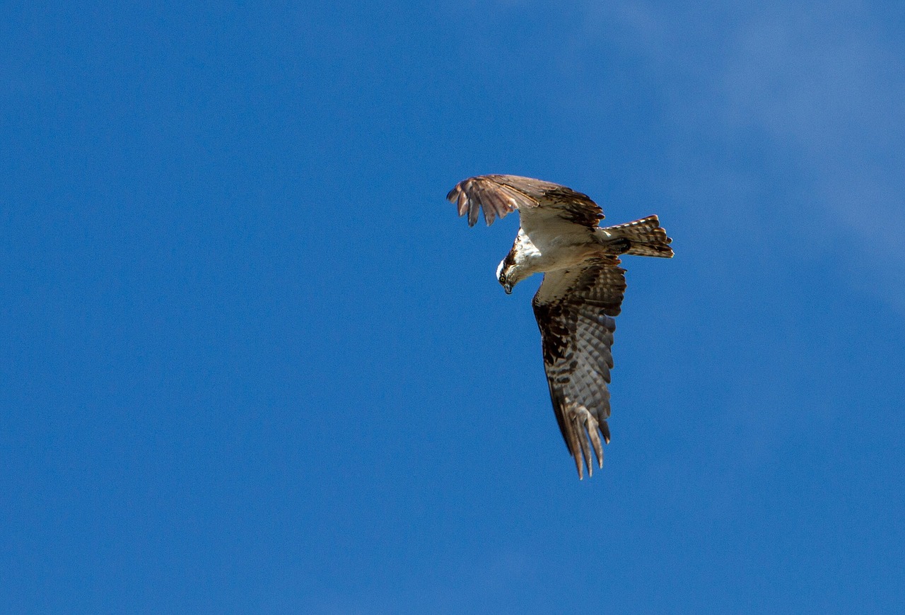 Image - bird osprey flying wildlife nature