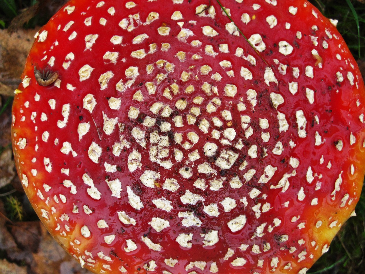 Image - fly agaric become larger