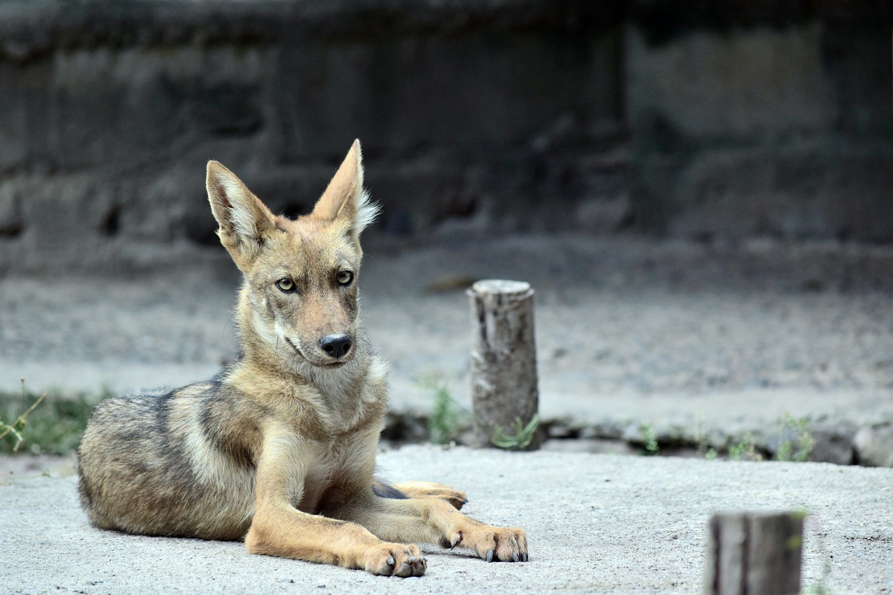 Image - coyote animal zoo nature outdoors