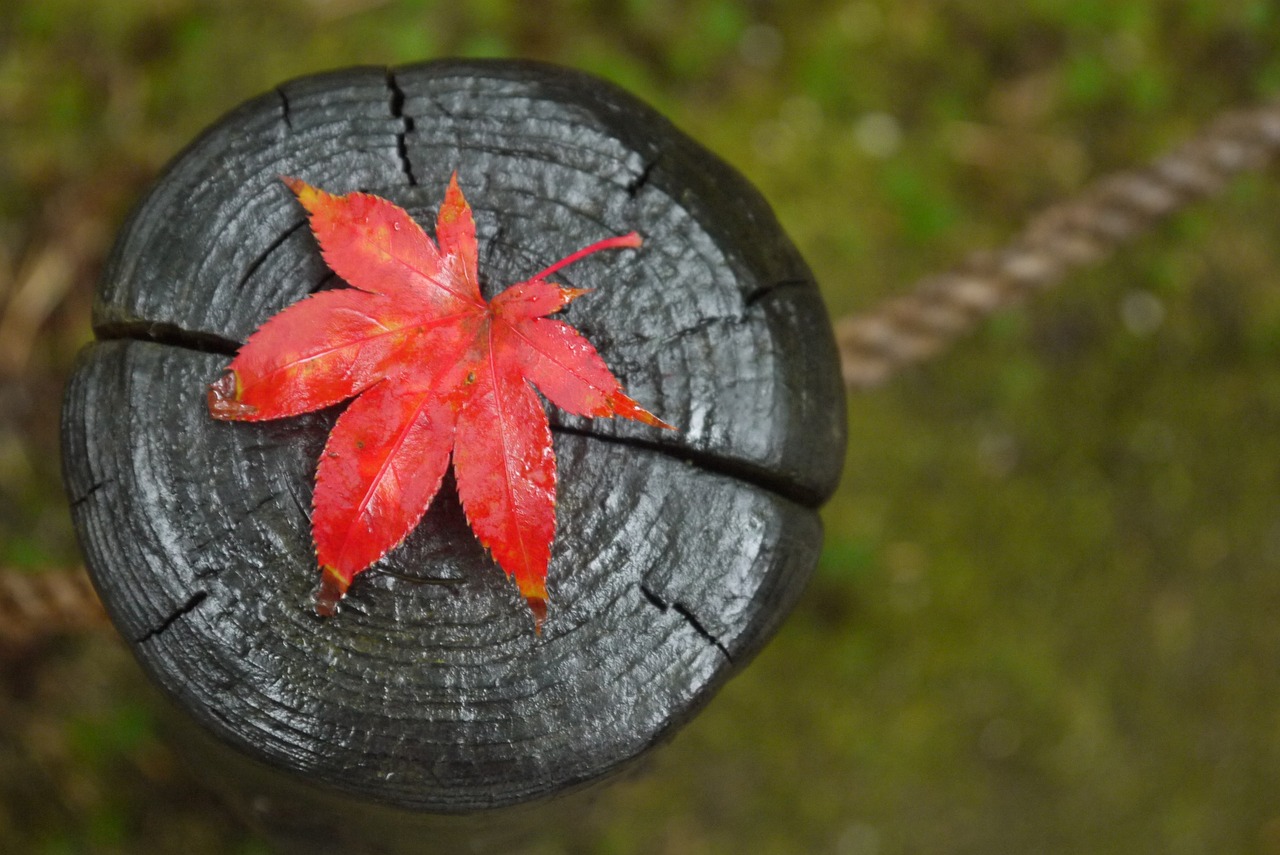 Image - maple fall leaf red autumn leaves