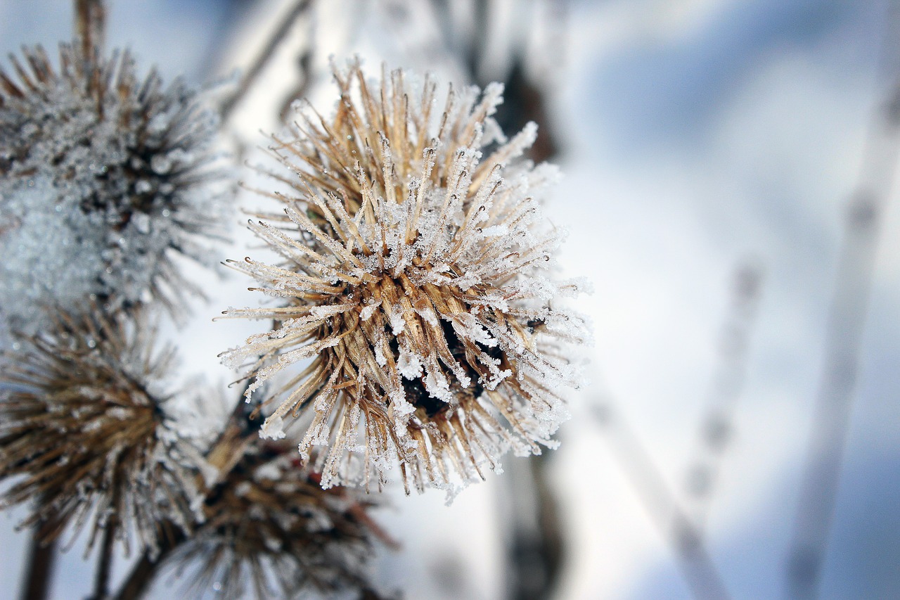 Image - frost snow nature plant dry cold