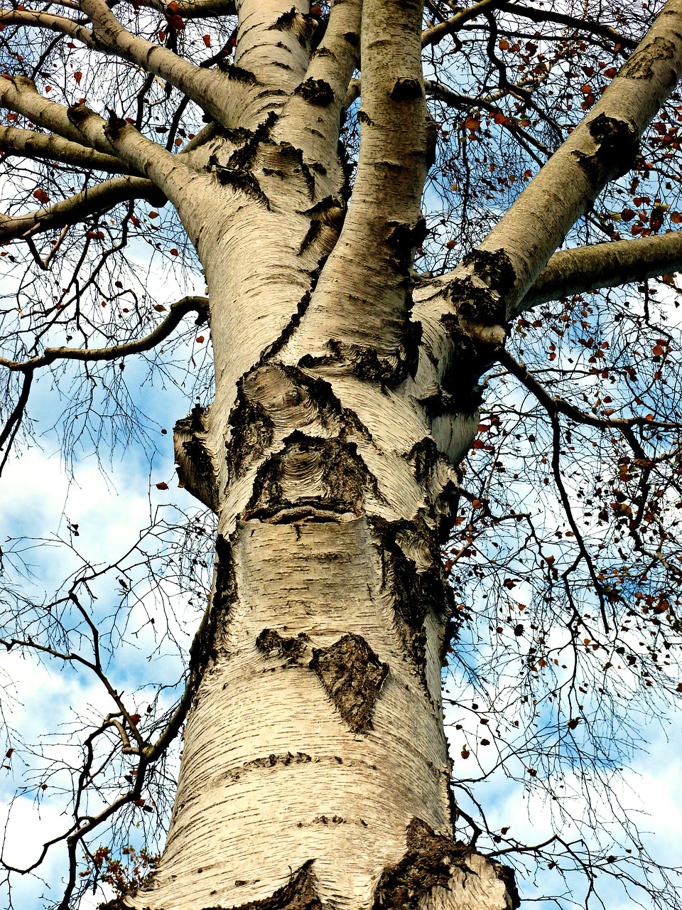Image - birch tree deciduous tree