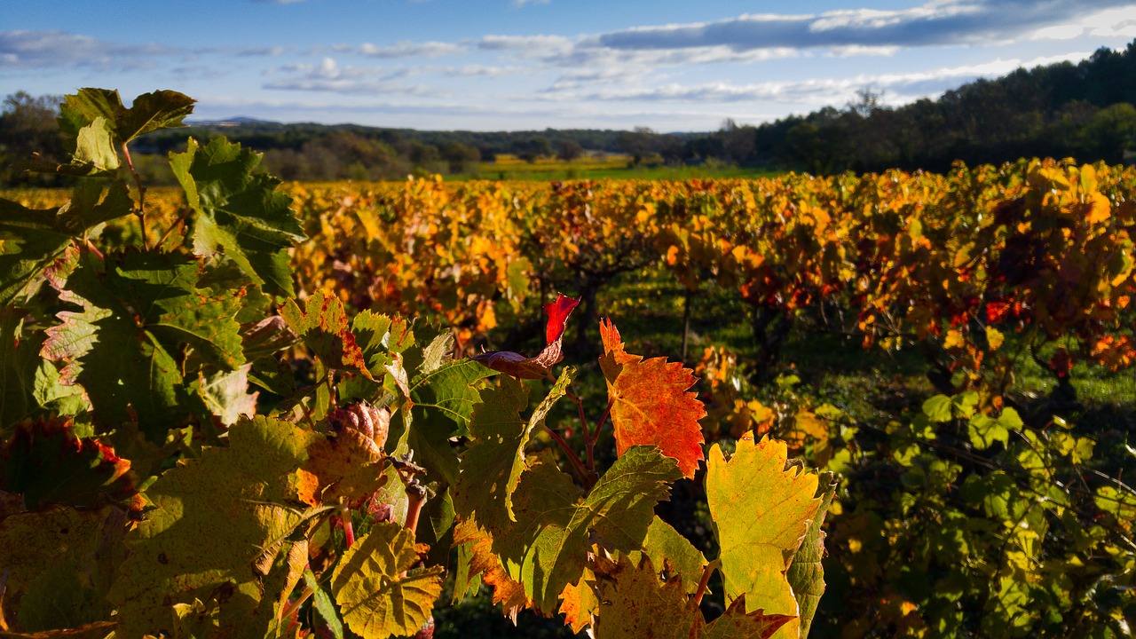 Image - herald vine vineyard fall ceps