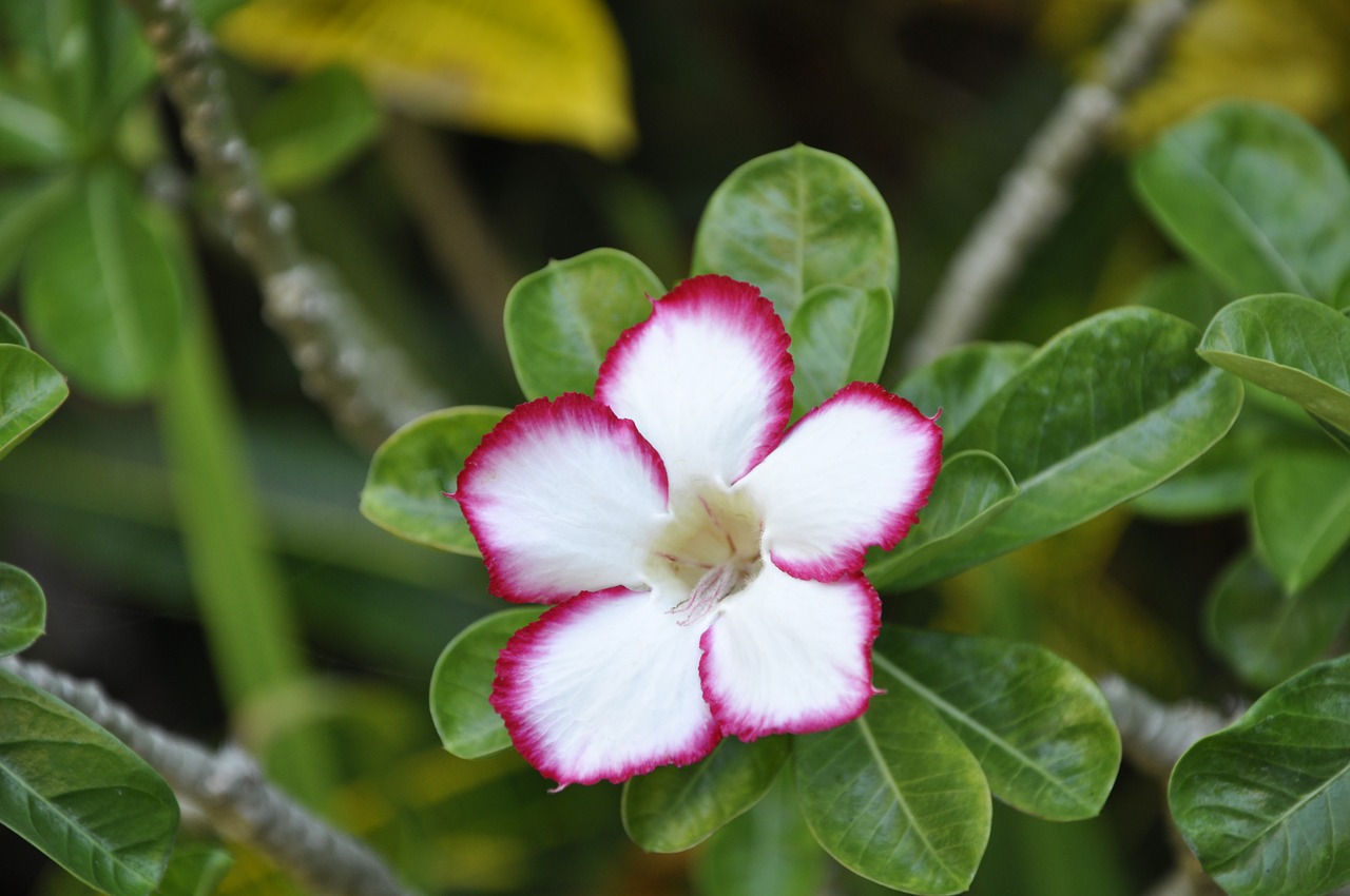 Image - oleander blossom bloom garden