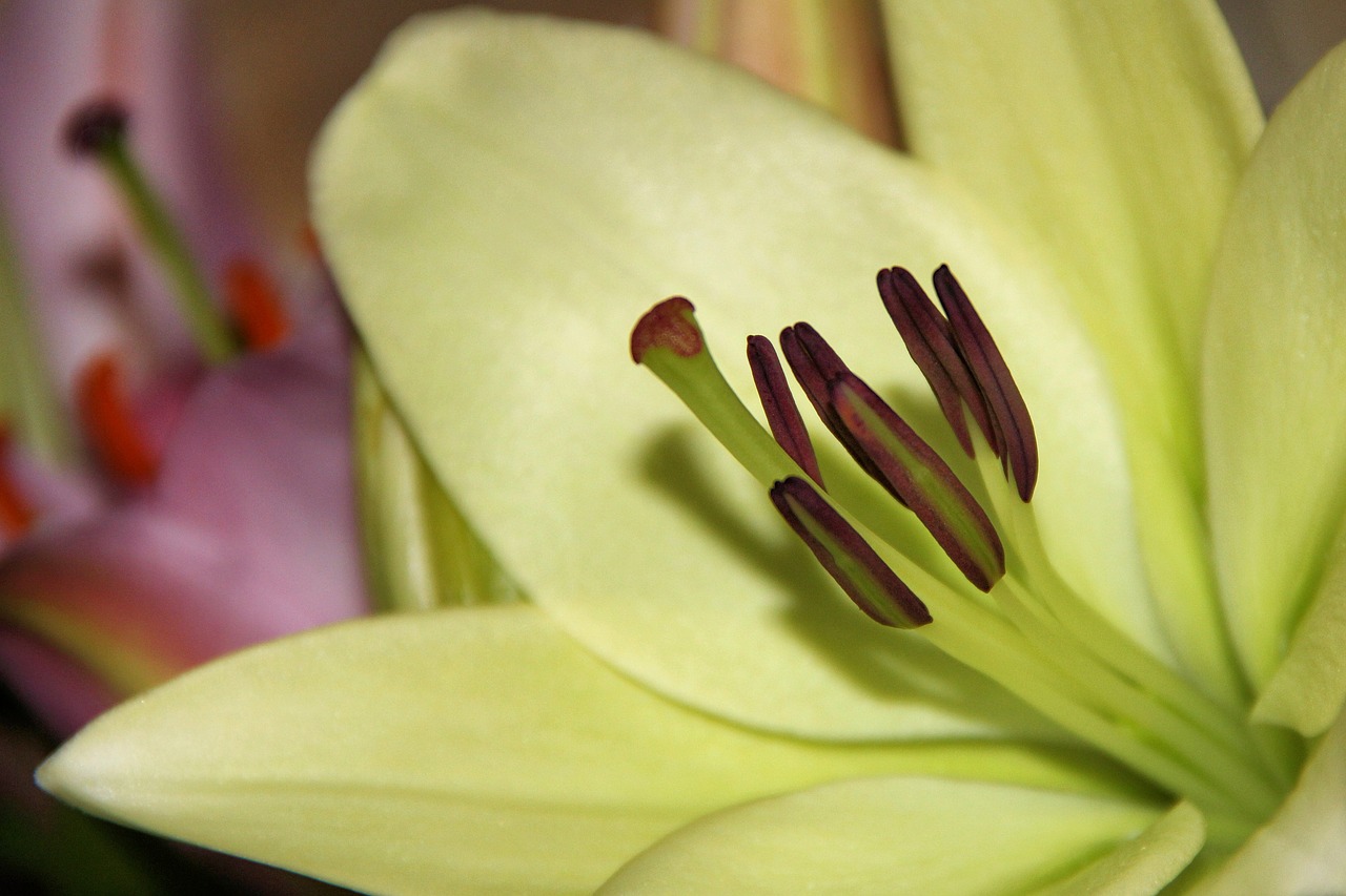 Image - lily daylily white pistil flower