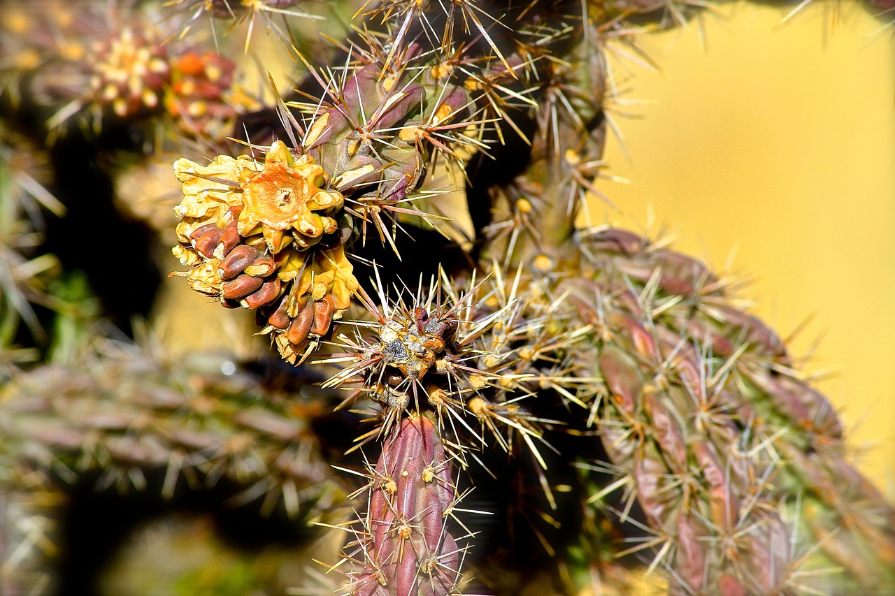 Image - cactus rural valley plant desert