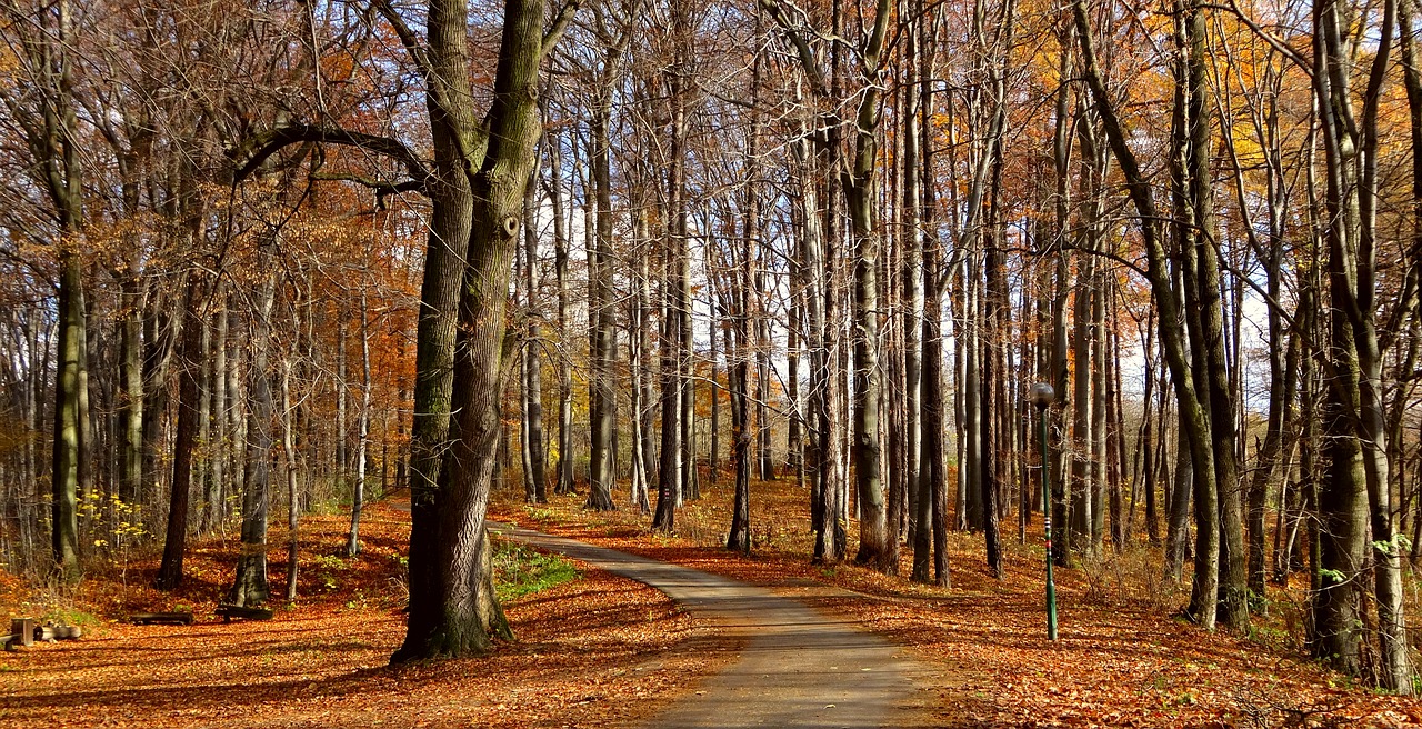 Image - forest autumn autumn gold landscape