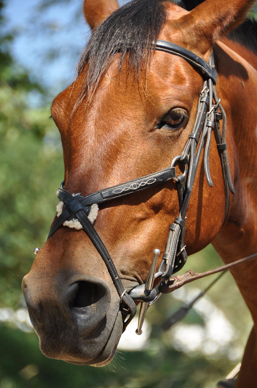 Image - horse head portrait look animals