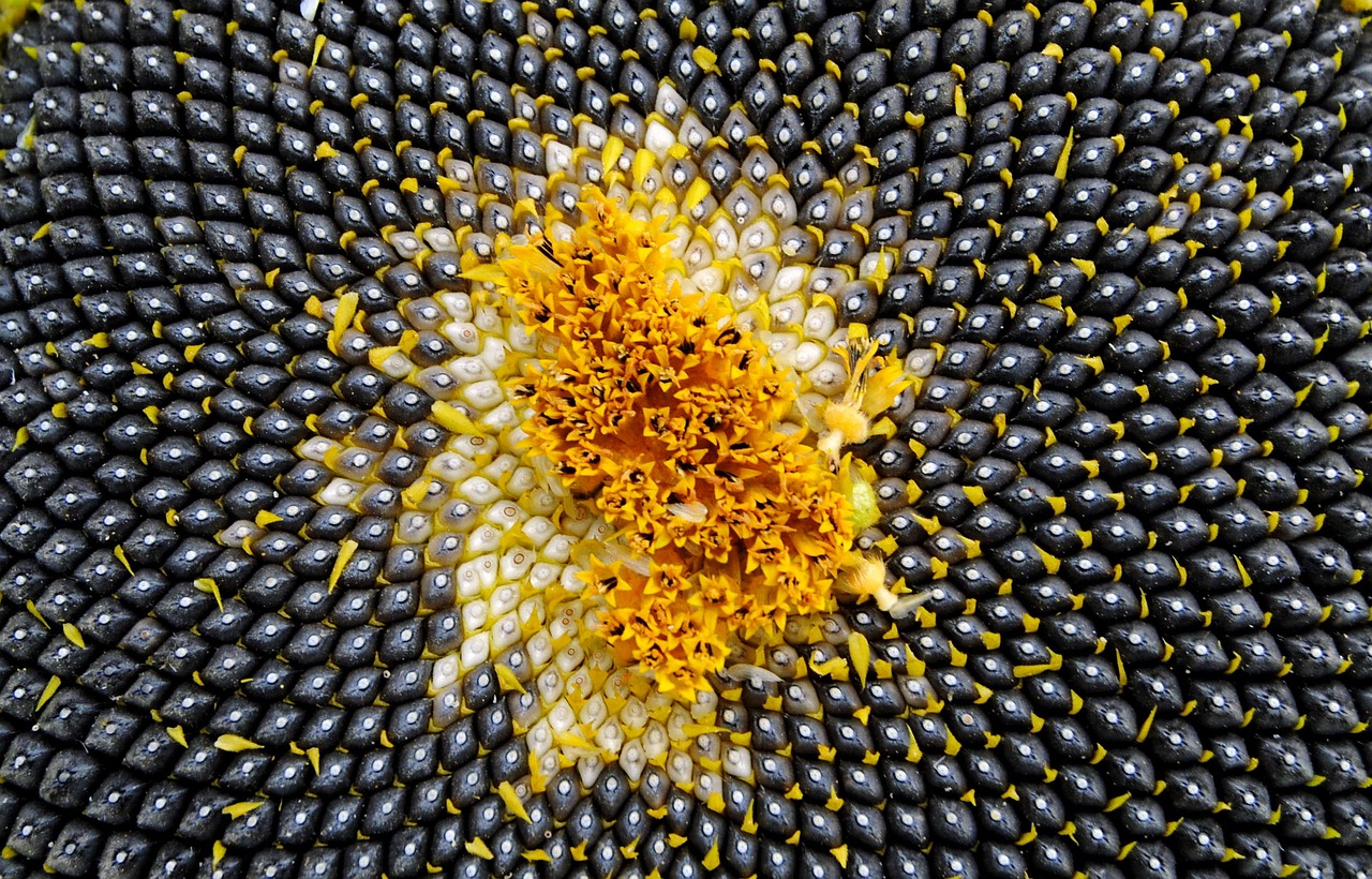 Image - sun flower seeds sunflower seeds