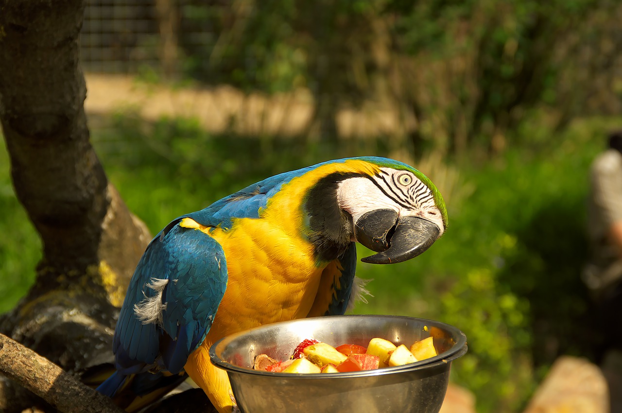 Image - parrot zoo animal park colors ara