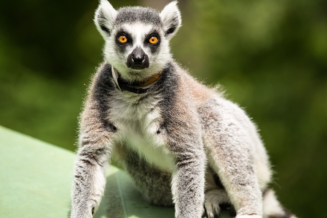 Image - ring tailed lemur lemur catta
