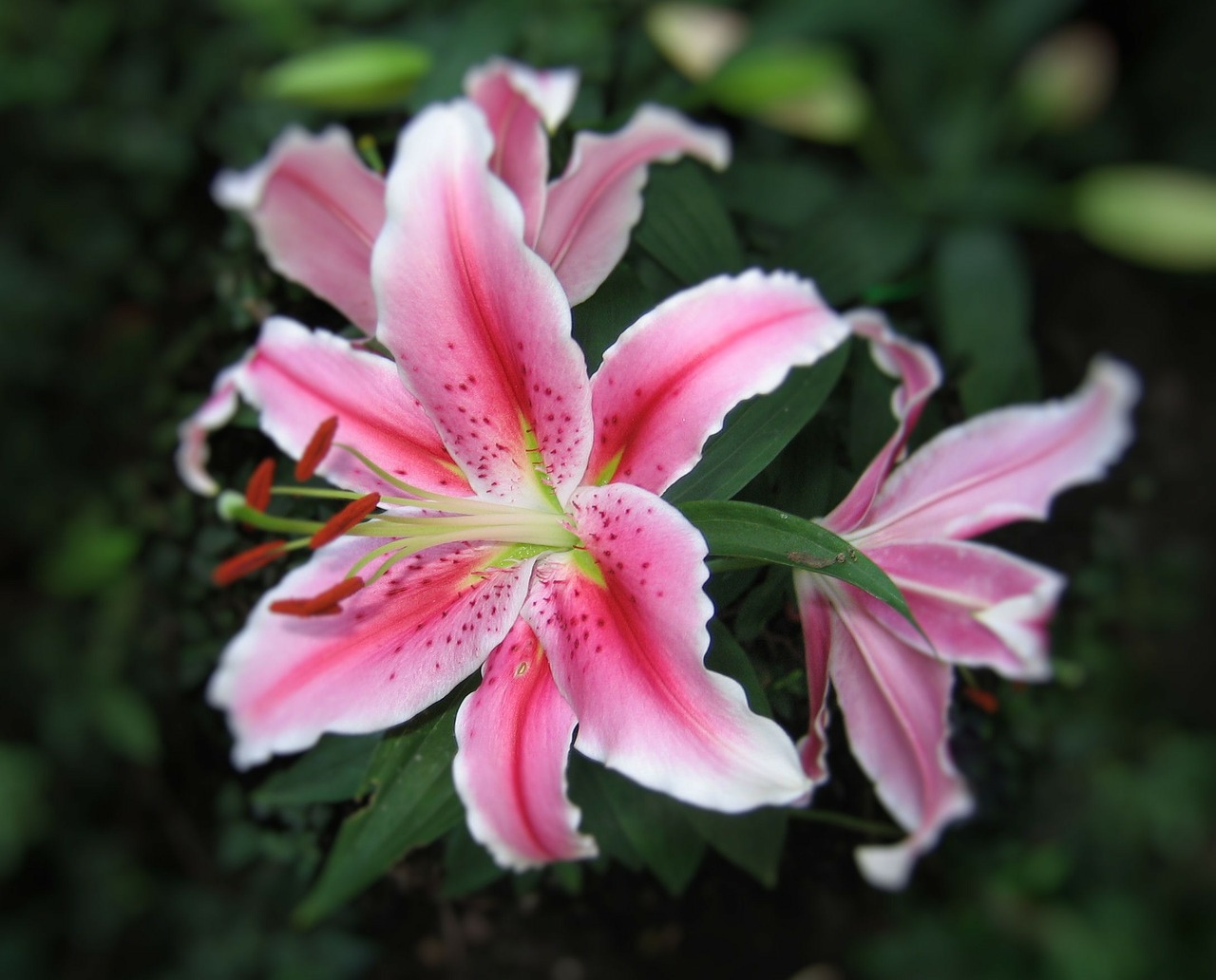 Image - tiger lily flower spring flowers