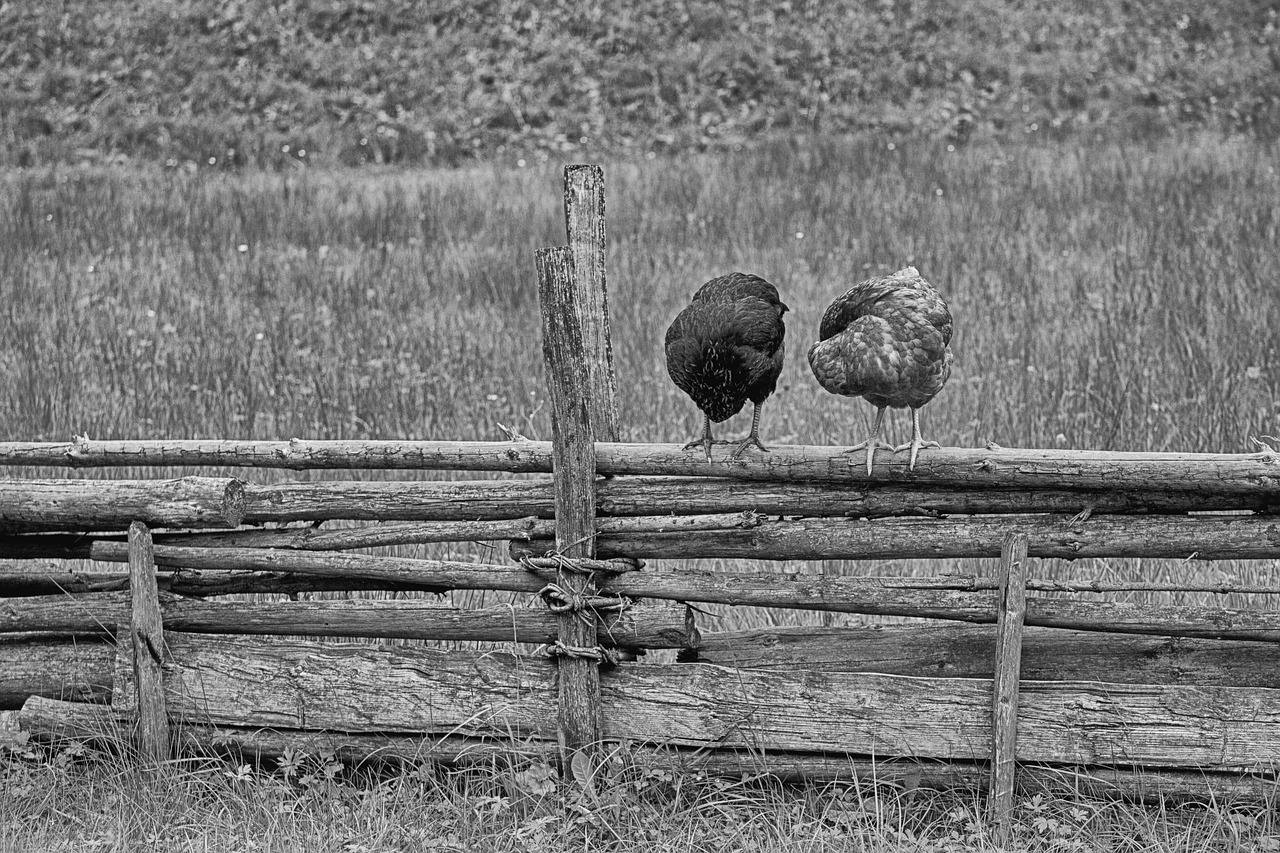 Image - chicken farm outdoors poultry bird