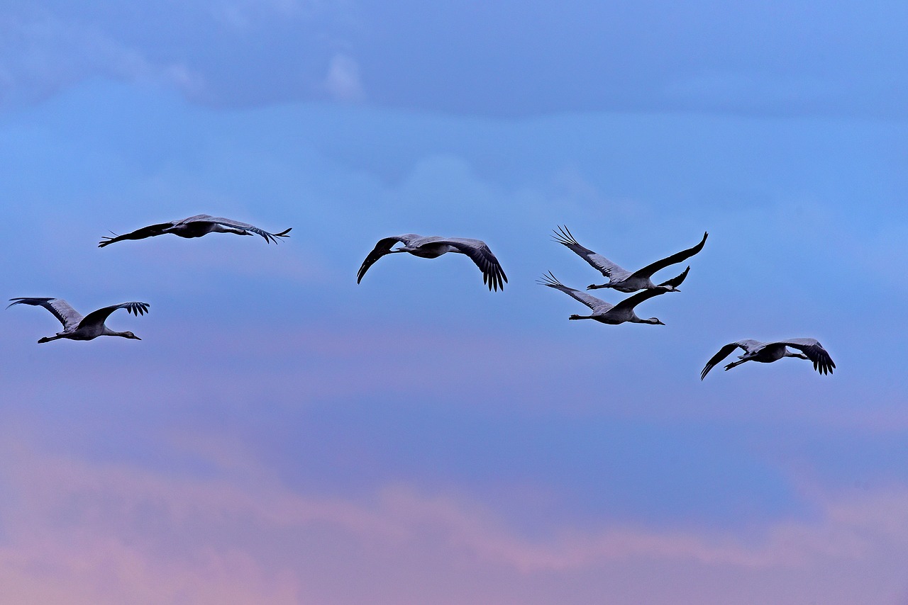 Image - cranes birds roosting flight