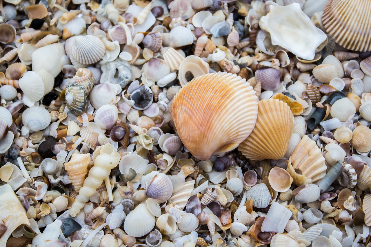 Image - the mussels shell sea