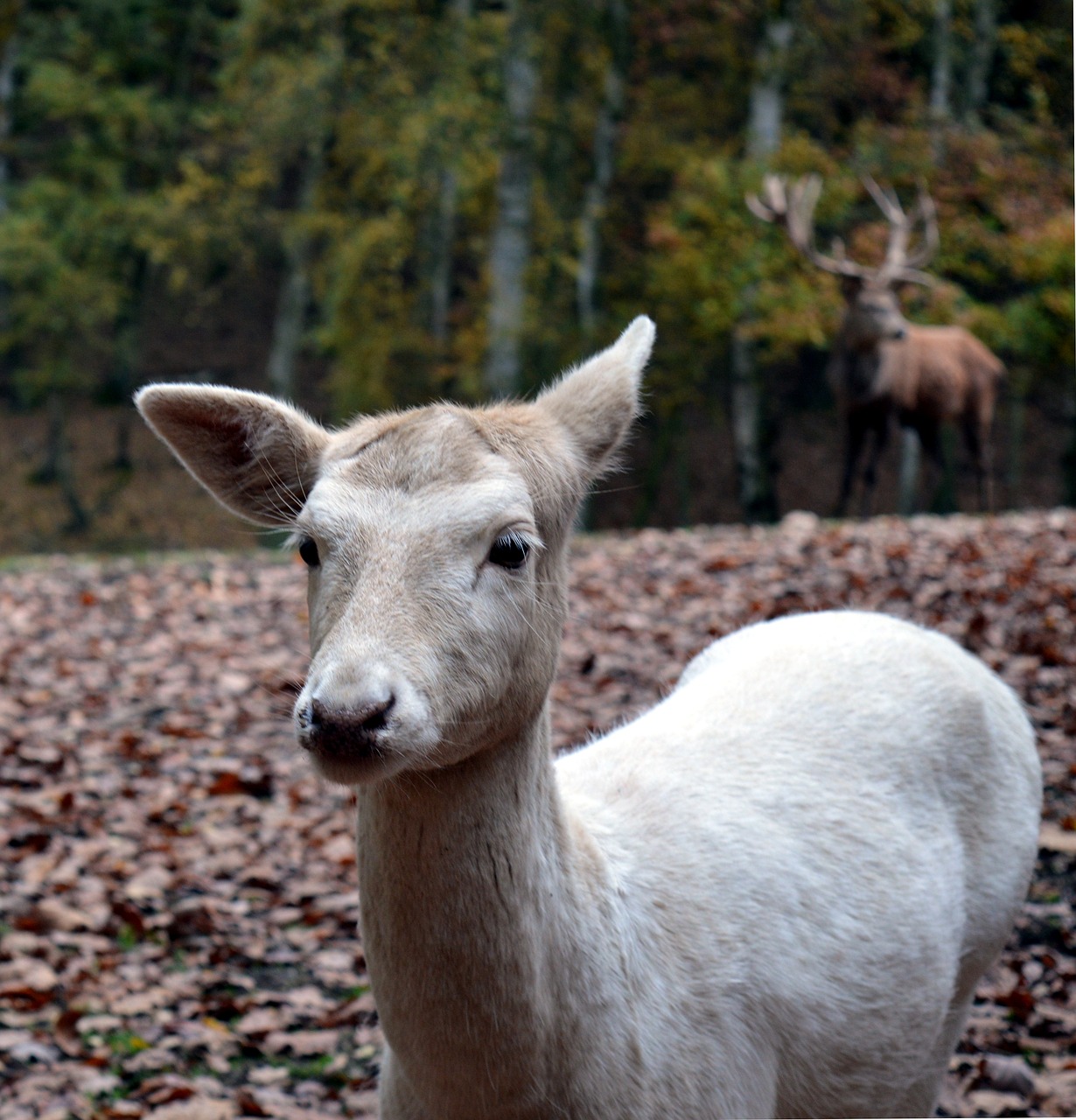 Image - roe deer wild scheu close nature