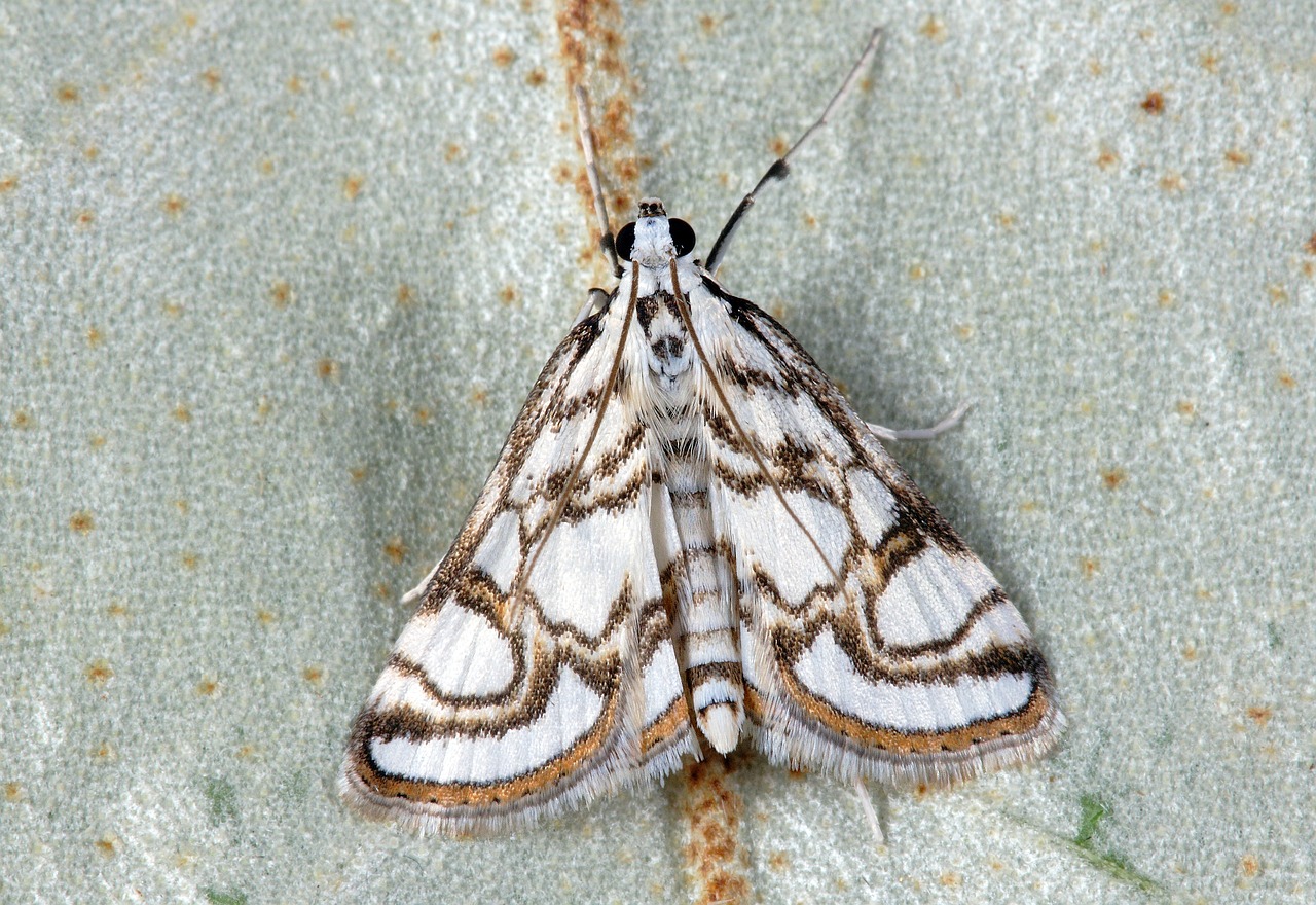 Image - moth pyralid insect nature