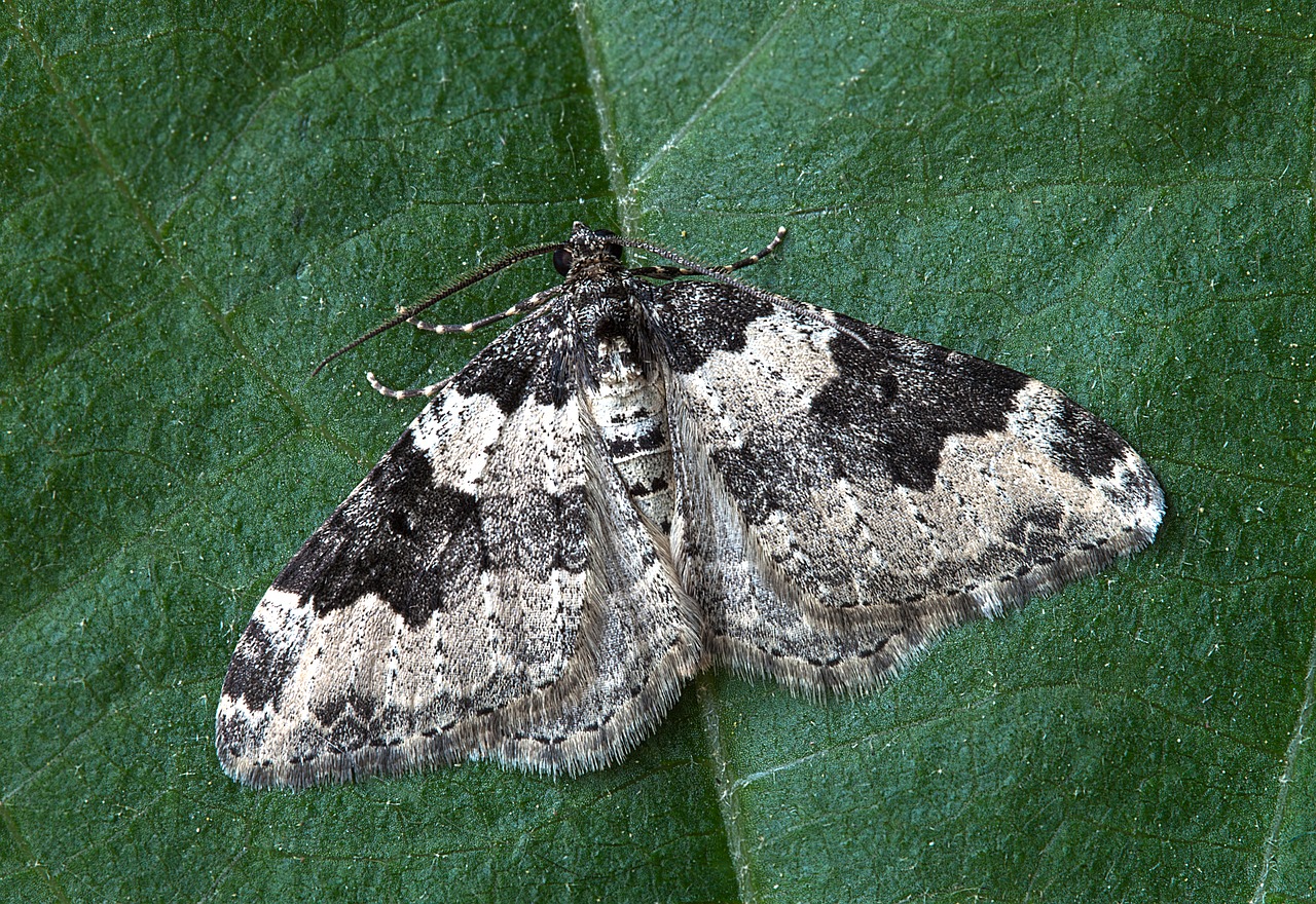 Image - moth macro insect lepidoptera leaf