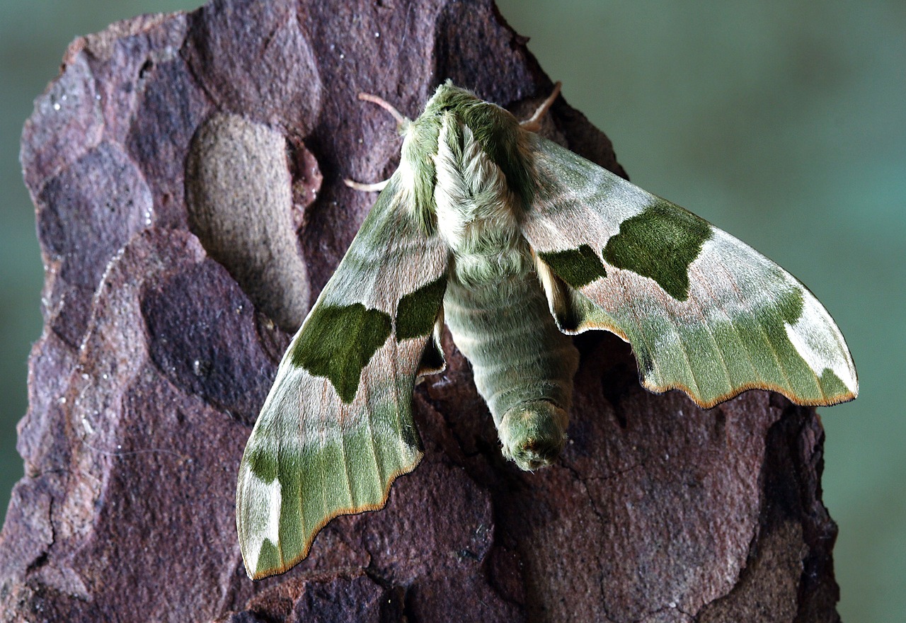 Image - moth hawkmoth wildlife sphingidae