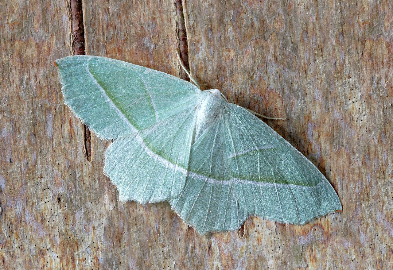 Image - moth macro insect lepidoptera leaf