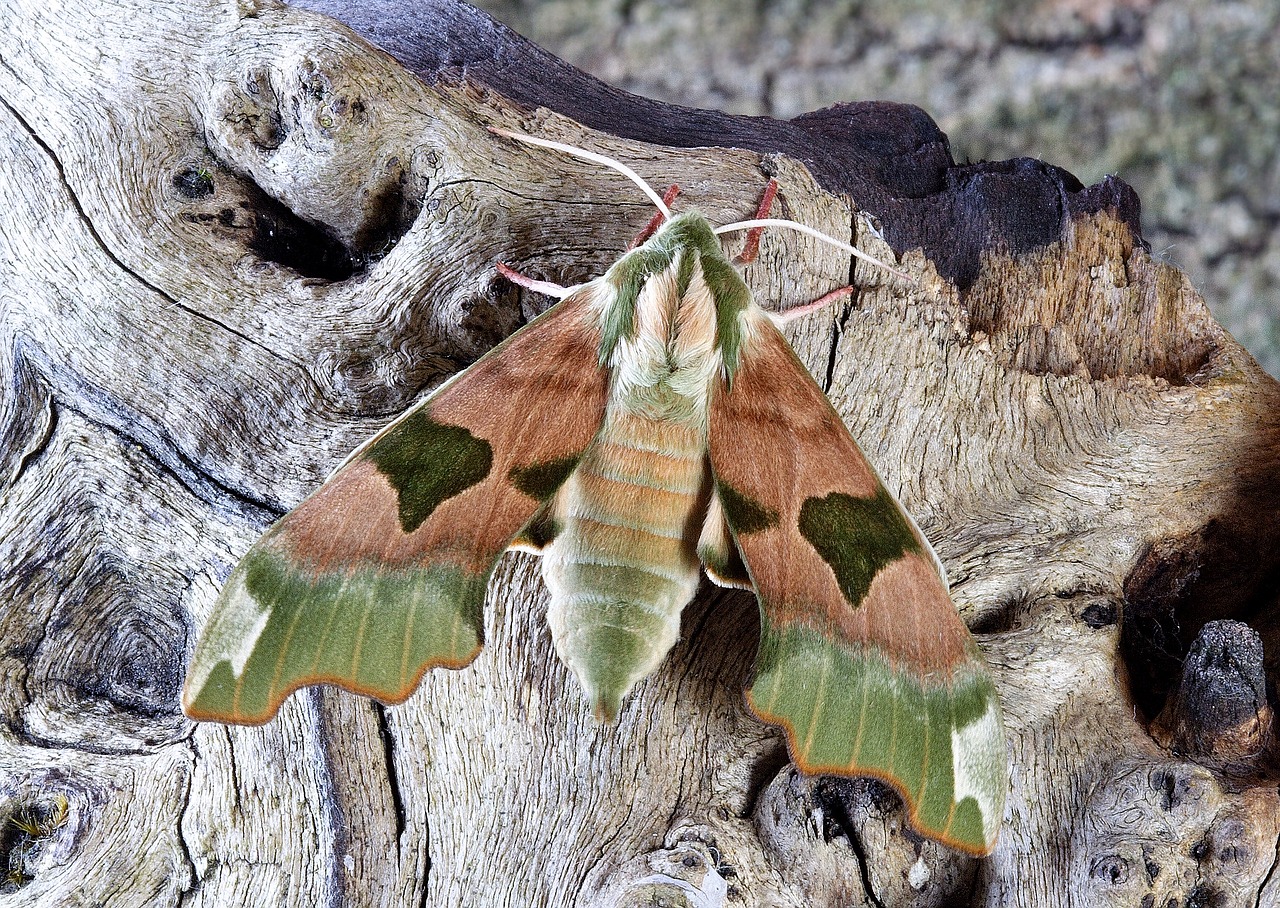 Image - moth hawkmoth wildlife sphingidae