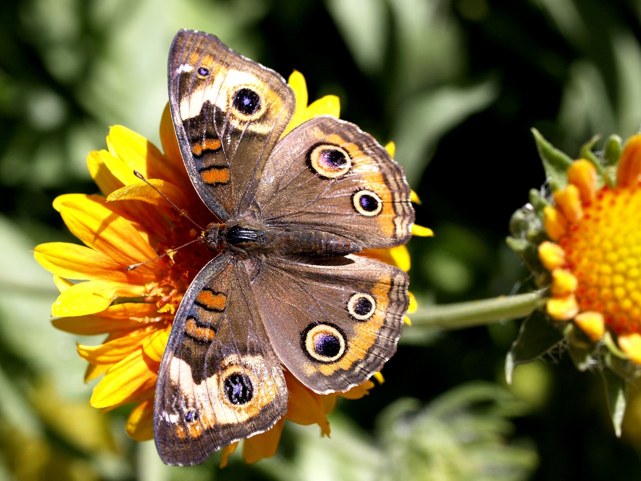 Image - butterfly insect animal nature