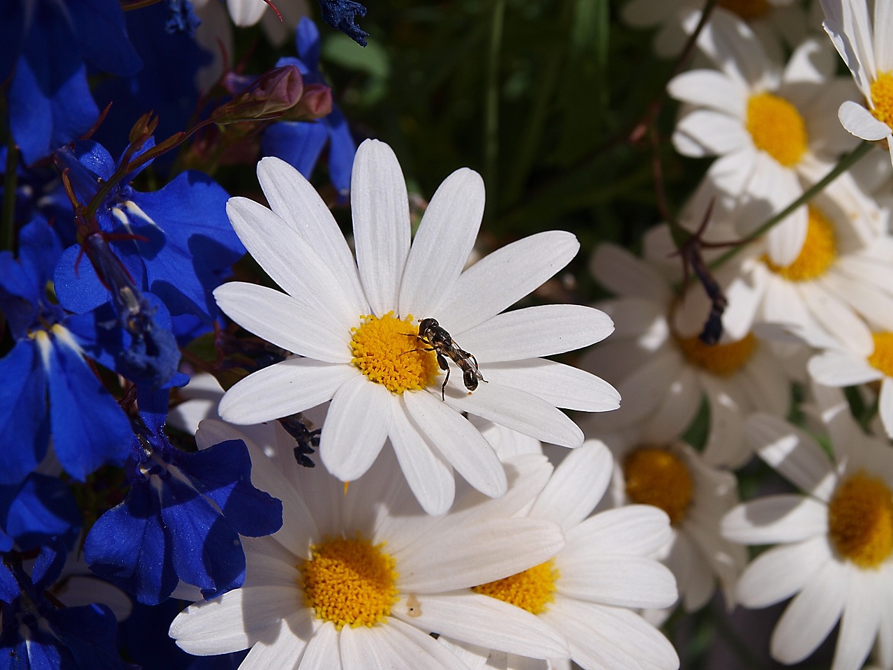 Image - flower nature ant margareta