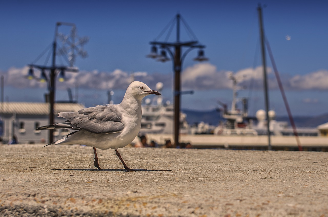 Image - seagull port bird sea water bird