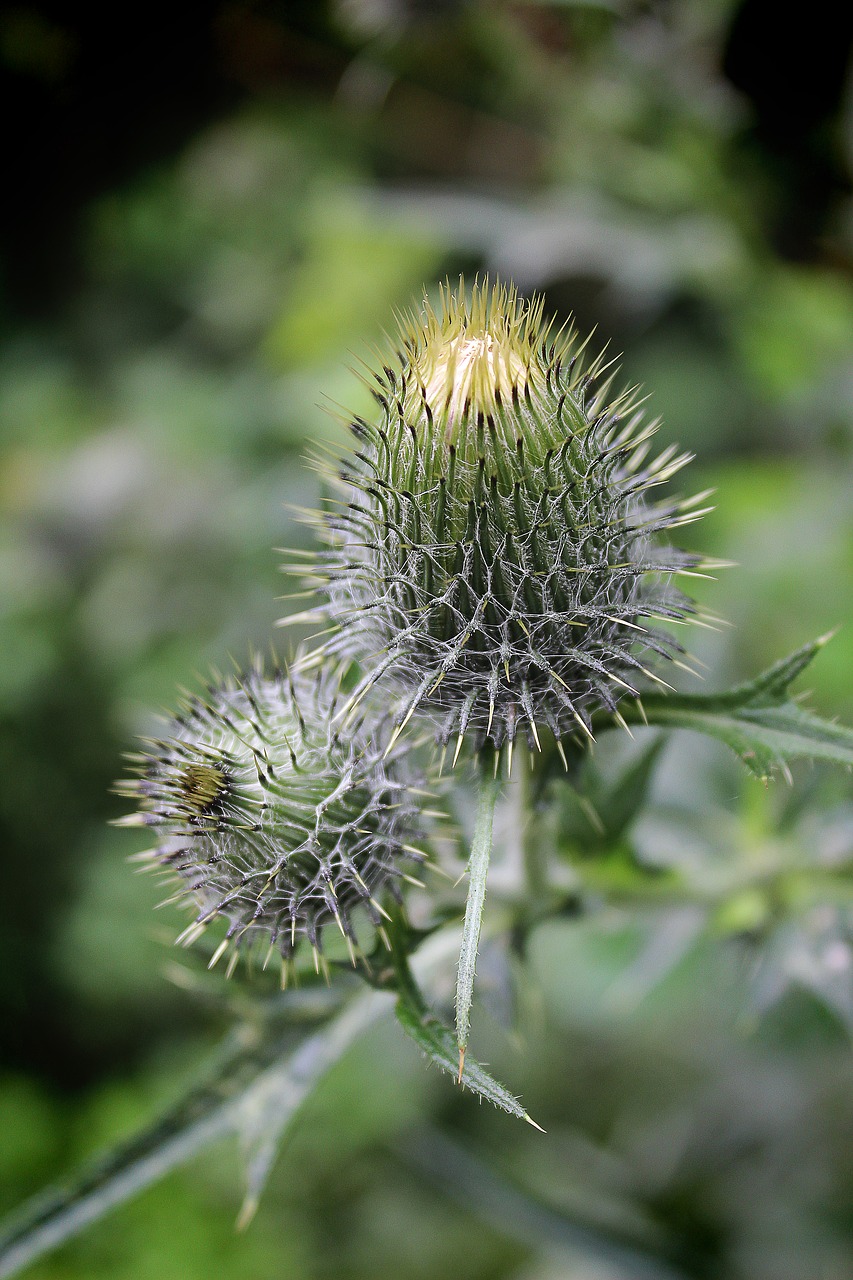 Image - diestel plant sting thistle bud