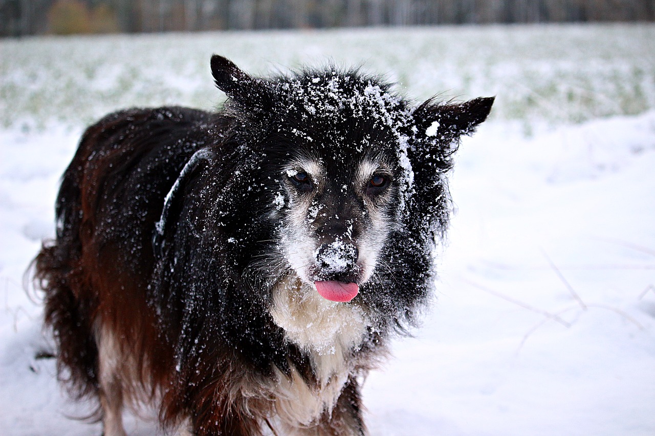 Image - snow dog border dog in the snow