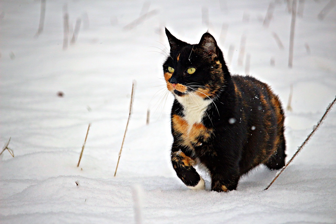 Image - cat snow winter mieze kitten