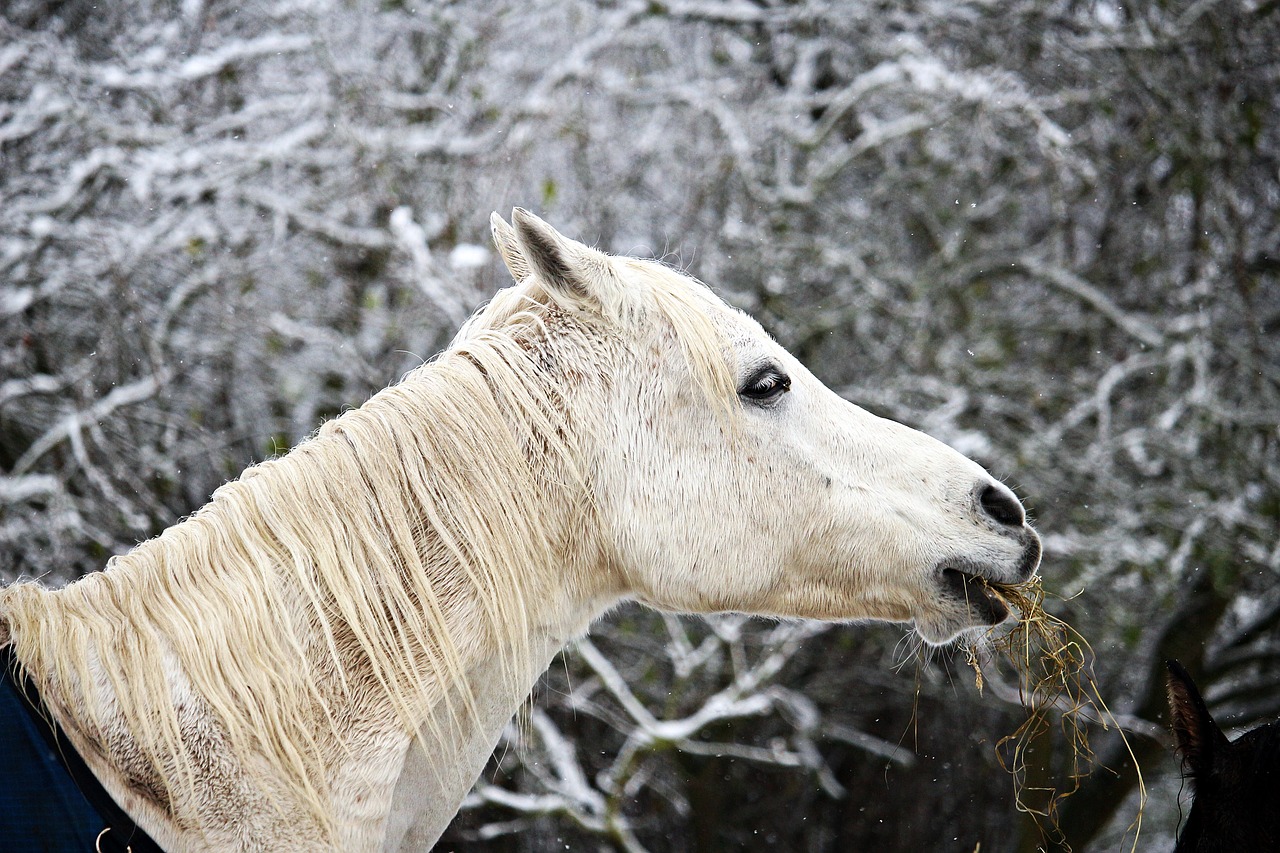 Image - horse winter snow mold frost