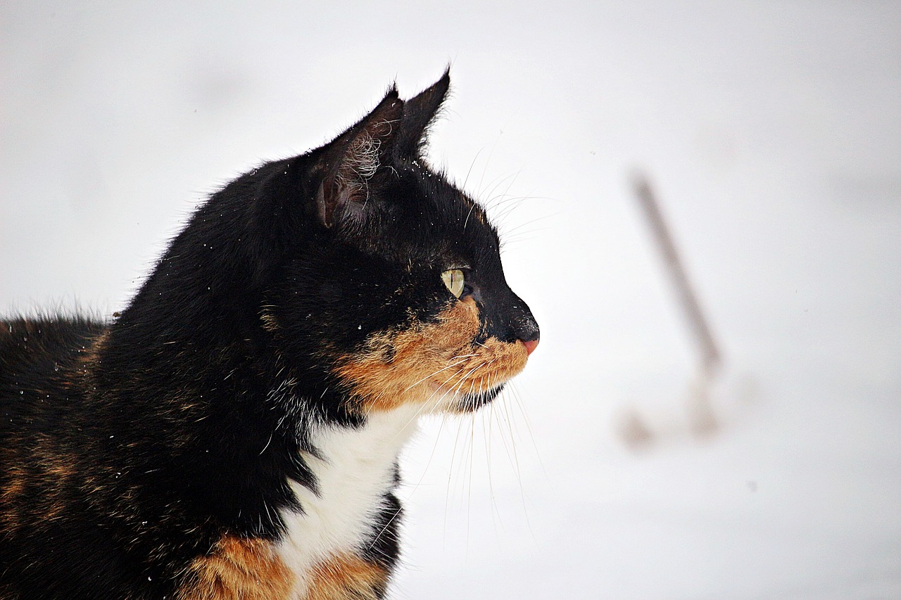 Image - winter cat snow frost kitten