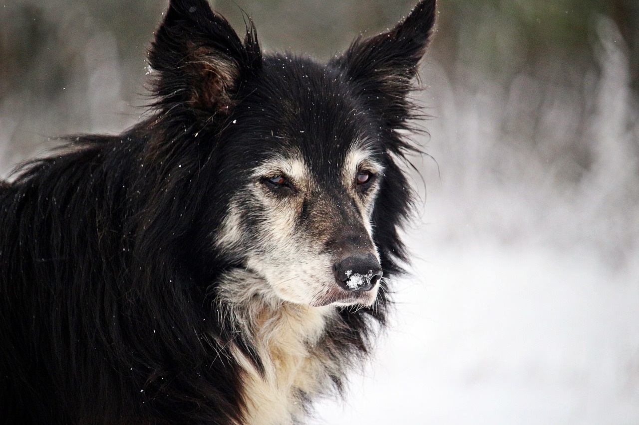 Image - dog winter snow border herding dog