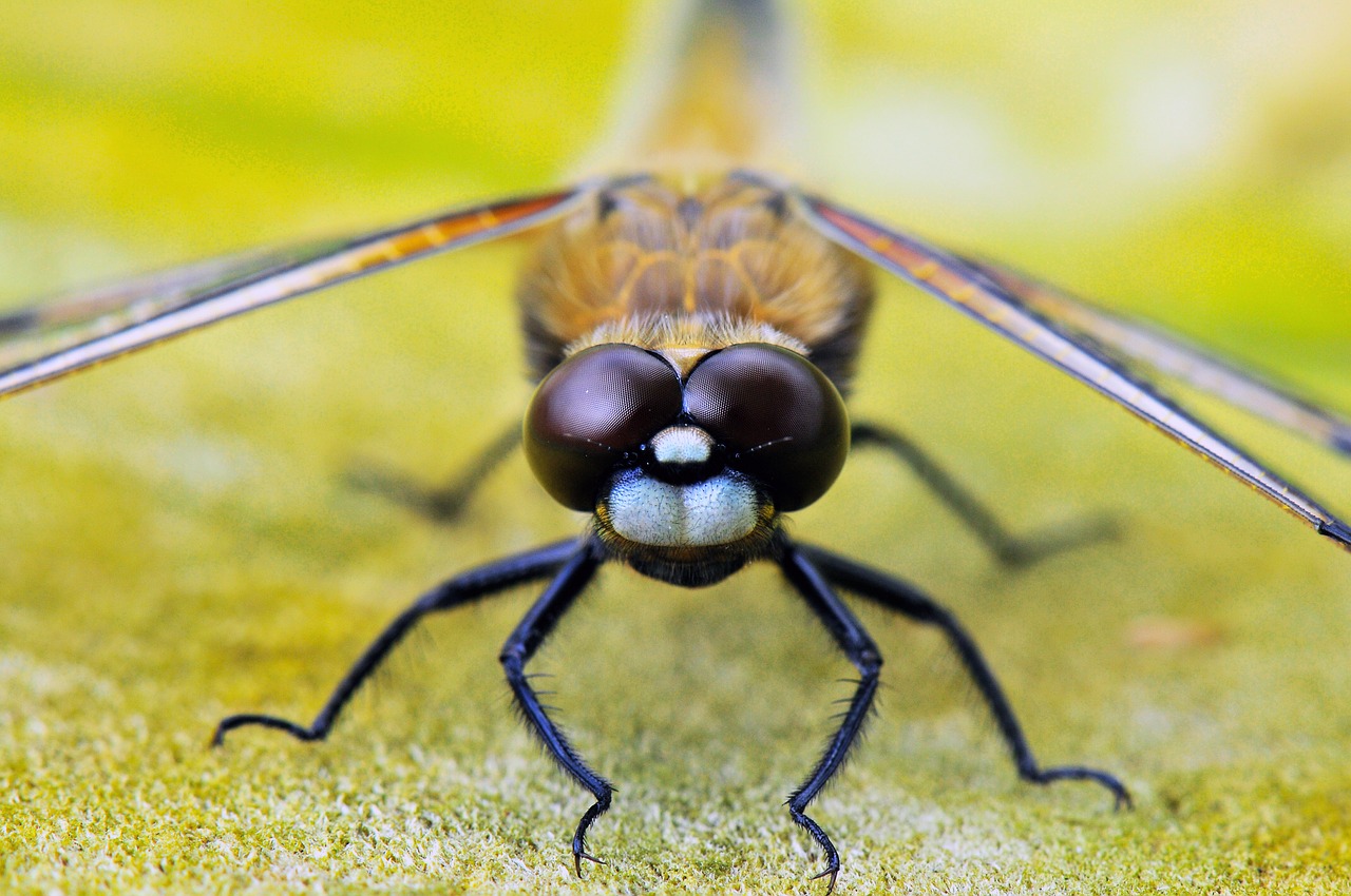 Image - four spotted dragonfly animals