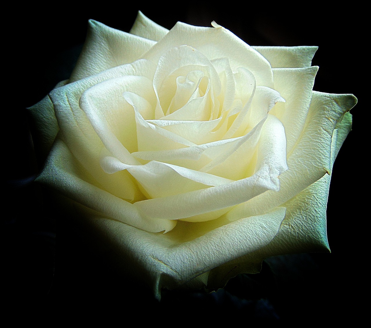 Image - white rose blossom bloom leaves