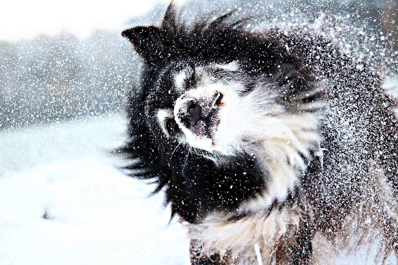 Image - snow dog border snowflakes winter